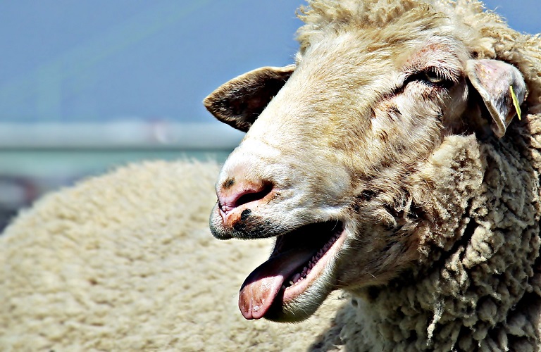 sheep 2280.jpg