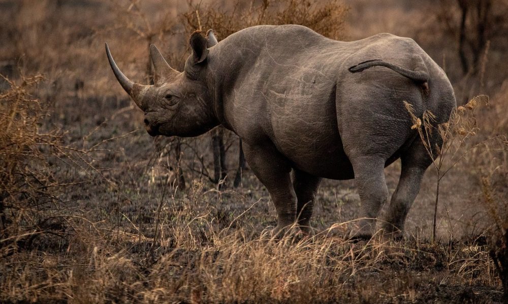 rhinoceros 6799726 1280.jpg
