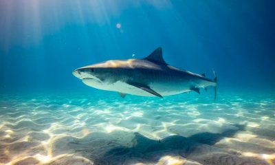 shark bahamas attack.jpg