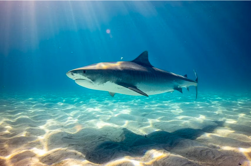 shark bahamas attack.jpg