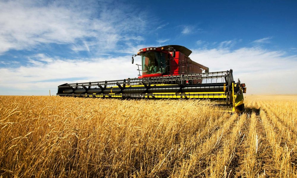 harvesting wheat.jpg