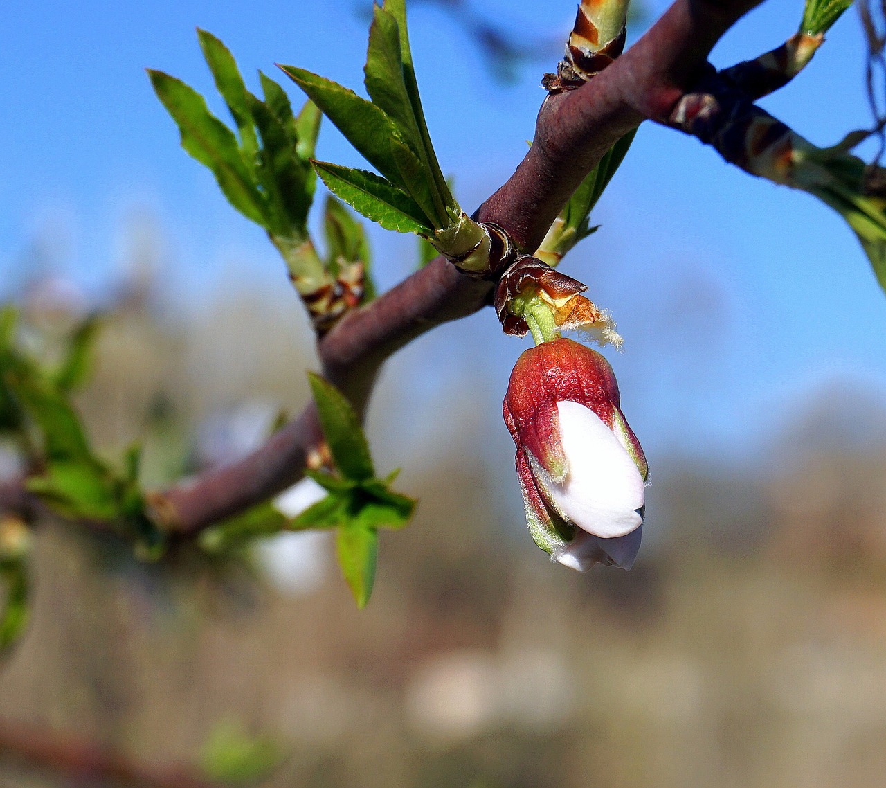 almond tree karpos.jpg