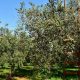 elaionas.olive trees18 620x350.jpg