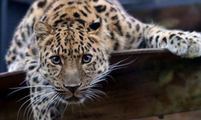 20926841 800px Leopard in the Colchester Zoo 620x350.jpg
