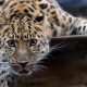 20926841 800px Leopard in the Colchester Zoo 620x350.jpg