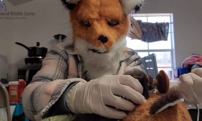 baby fox 2 620x350.jpg