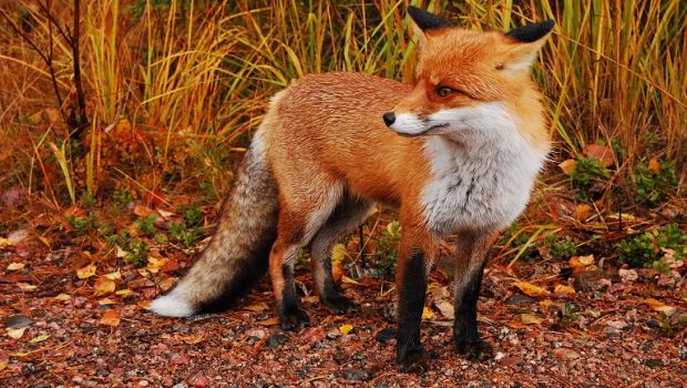 fox 620x350.jpg