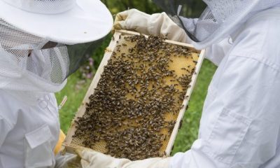 beekeeper gd2f87f32a 1280 620x350.jpg