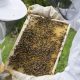 beekeeper gd2f87f32a 1280 620x350.jpg