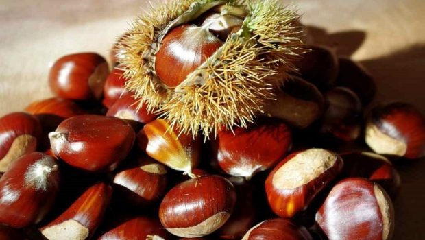 chestnut fruit 620x350.jpg