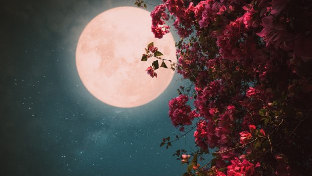 pink moon 620x350.jpg