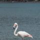 flamingo 620x350.jpg