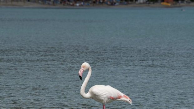 flamingo 620x350.jpg