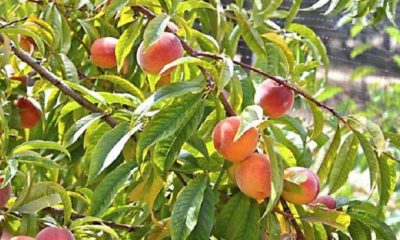 peach 620x350.jpg