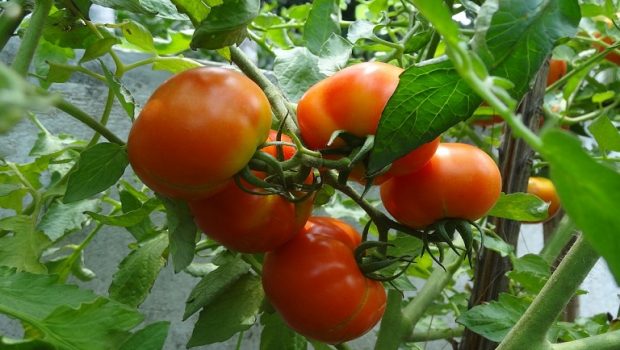 tomat 620x350.jpg