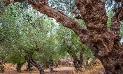 olive grove 4955574 1280 620x350.jpg
