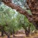 olive grove 4955574 1280 620x350.jpg